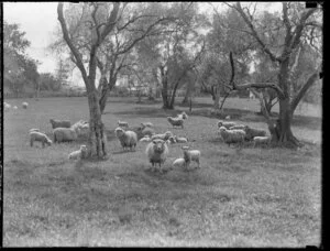 Grazing sheep, Cornwall Park, Auckland