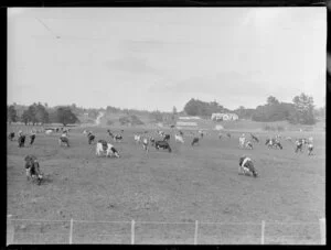 Rural scene, North Auckland