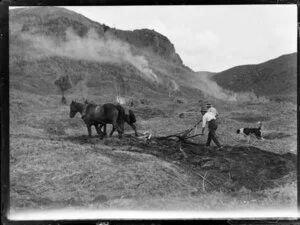 Ploughing with horses, King Country