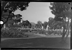 Rose day at Parnell Park, Auckland