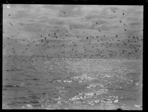 Birds over kawahai fishing grounds, North Auckland