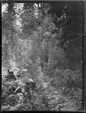 Horse riding, Gillespies Track, South Westland