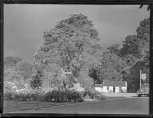 Cornwall Park, Auckland