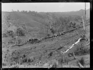 Logging bullock team, [Northland?]