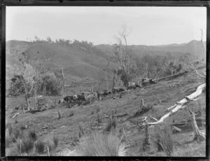 Logging bullock team, [Northland?]