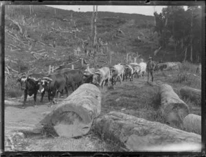 Logging bullock team, Northland