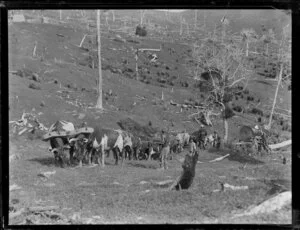 Hauling timber with a bullock team, [Northland?]