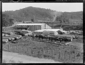 Logging timber with bullocks, Northland