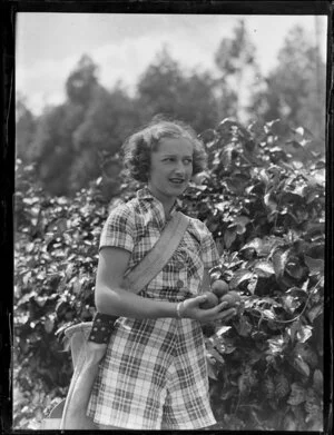 Fruit harvesting [passionfruit?] at Kerikeri