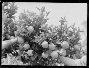 Citrus fruit growing, Kerikeri