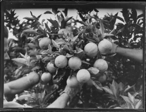 Harvesting citrus fruit, Kerikeri