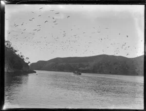 Seabirds and boat, Whangamumu, Northland