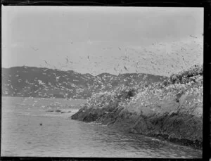Gulls fishing off North Auckland shore