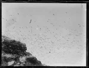 Birds [gulls?] fishing off North Auckland headland