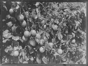 Passionfruit vines, Kerikeri