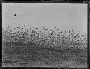 Flock of gulls fishing, North Auckland