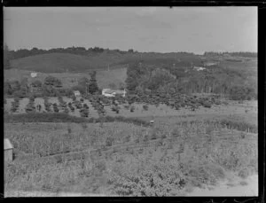 Fruit orchards, Kerikeri