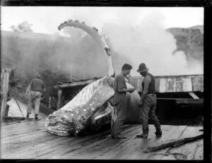 Two men stand beside body of whale on the wharf of the whaling station, Whangamumu, Northland