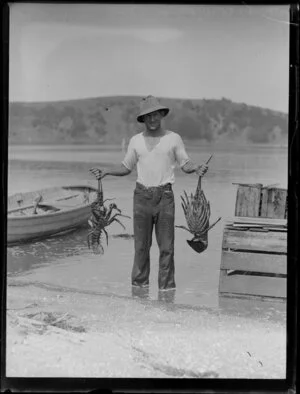 Fisherman standing at shore holding two crayfish [Jasus sp., rock lobster], North Auckland