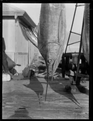 Swordfish hanging on wharf