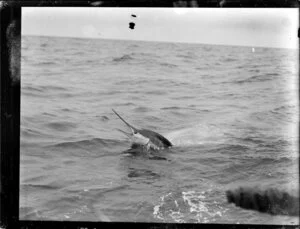 Swordfish in the open sea