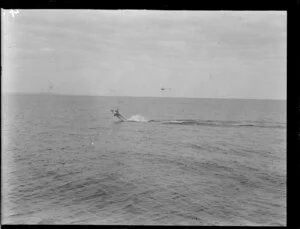 Unidentified fish, possibly marlin, in the open sea