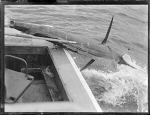 Swordfish balanced on end of boat with gaff through its side