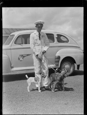Unidentified worker in Pan American World Airways uniform taking Mr Warren's three dogs for flight to America, Whenuapai, Auckland