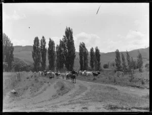 Rural scene in North Auckland
