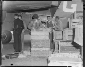 Packing pineapples into cases after arriving at Whenuapai