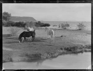 Rural Taupo including horses