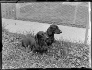 Daschund dogs