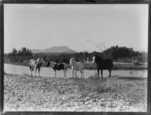 Rural Taupo including horses