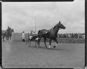 Dominion Trotting Championship, horse Loyal Peter, Auckland