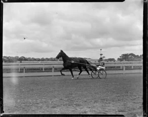 Dominion Trotting Championship, horse Highland Fling, Auckland