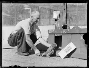 Pan American World Airways series, staff member putting a kea into its container for transporation to San Diego Zoo