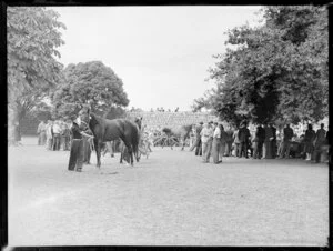 Horse auctions, Alexandra Park, Auckland