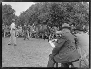 Horse auctions, Alexandra Park, Auckland