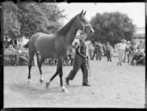 Yearling sale, Rayon sold to Mr Kennedy, Alexandra Park, Auckland