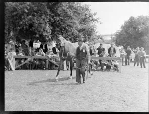 Horse for auction at Alexandra Park, Auckland