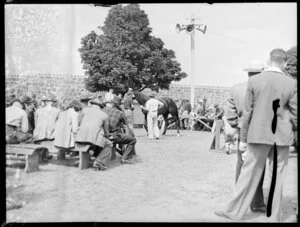 Auctioning ring, Alexandra Park, Auckland