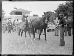 Black Holy and colt, Alexandra Park, Auckland