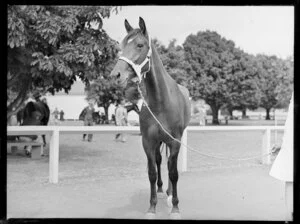 Horse Fitnesse at auction, Alexandra Park, Auckland