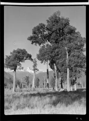 Mount Tasman from Cook River flat, MacKenzie County, South Canterbury