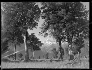 Mount Tasman from Cook River flat, MacKenzie County, South Canterbury