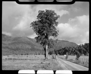 Franz Josef Glacier, road under construction, Westland district