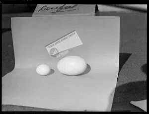 Tasman Empire Airways Ltd, preparing Kiwi's eggs for packaging