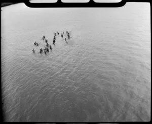 Fijians, net fishing in shallow waters, Fiji