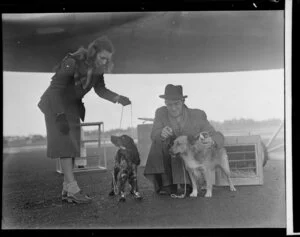 Pan American Airways passenger departure, dogs being sent by Clipper to the USA
