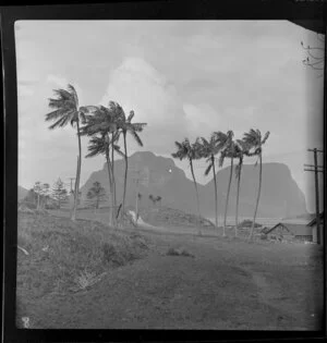 Palm trees in the wind, Lord Howe Island, Australia